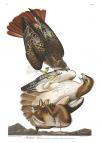 Red-tailed Hawk